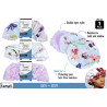 Kempt Deluxe Ladies Shower Cap - Assorted Designs